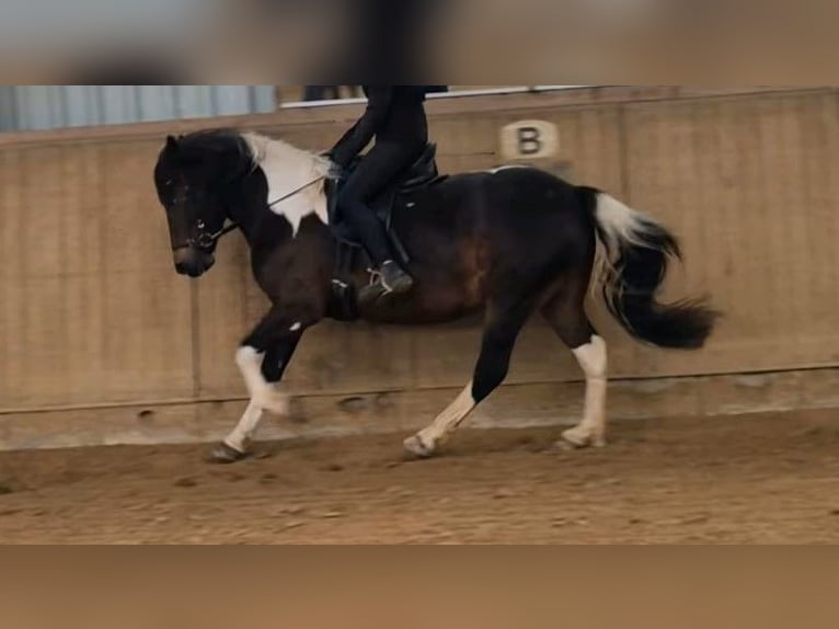 Huzule Ruin 9 Jaar 144 cm Gevlekt-paard in Ranstadt