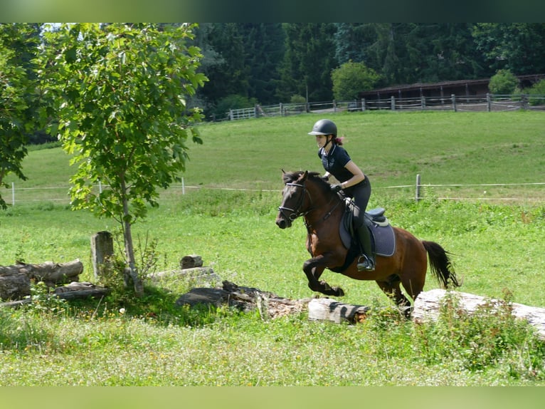 Huzule Ruin 9 Jaar 145 cm Falbe in Ramsau