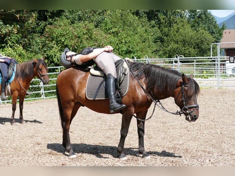 Huzule Ruin 9 Jaar 145 cm Falbe in Ramsau