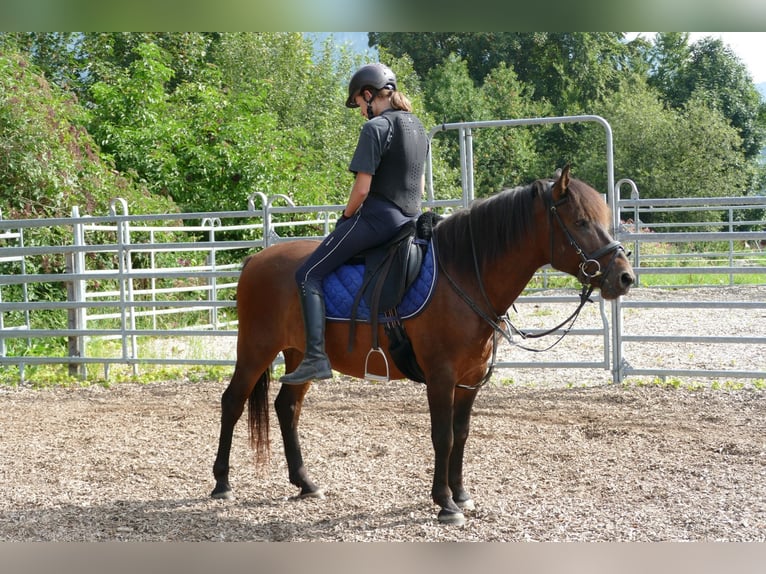 Huzule Ruin 9 Jaar 145 cm Falbe in Ramsau