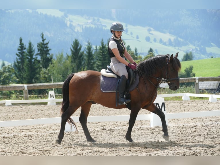 Huzule Ruin 9 Jaar 145 cm Falbe in Ramsau