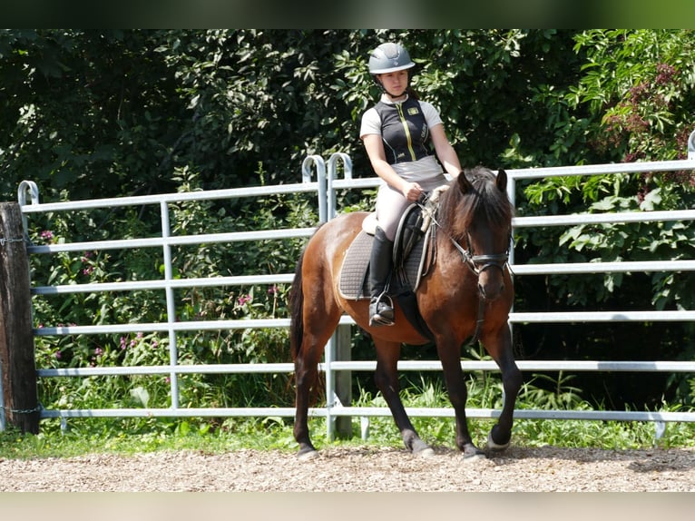 Huzule Ruin 9 Jaar 145 cm Falbe in Ramsau