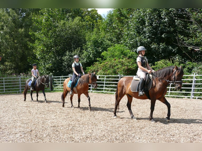 Huzule Ruin 9 Jaar 145 cm Falbe in Ramsau