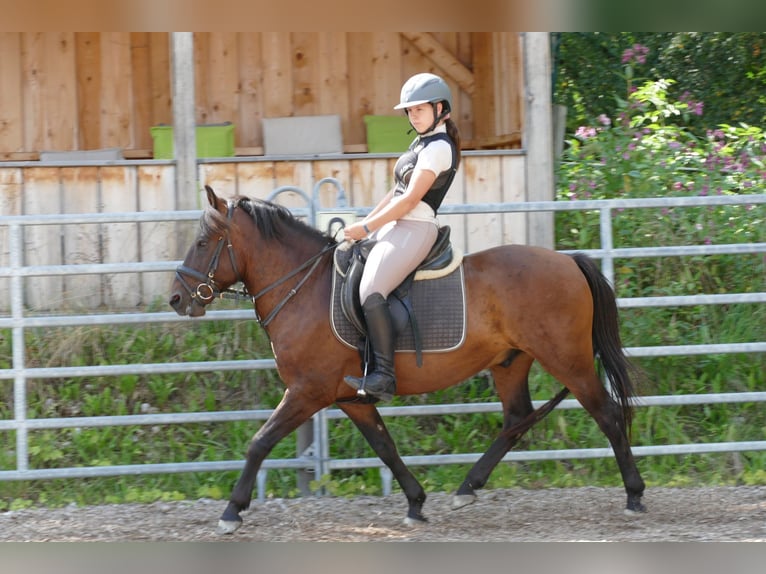Huzule Ruin 9 Jaar 145 cm Falbe in Ramsau