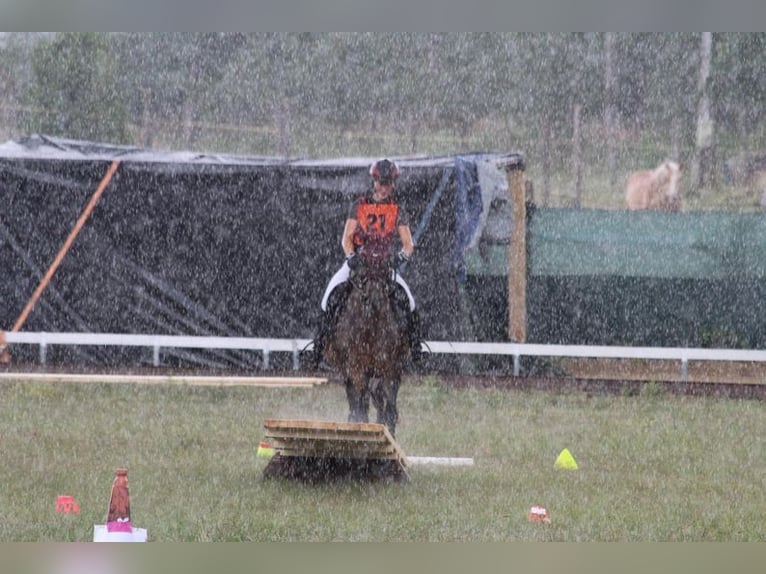 Huzule Ruin 9 Jaar 145 cm Falbe in Ramsau