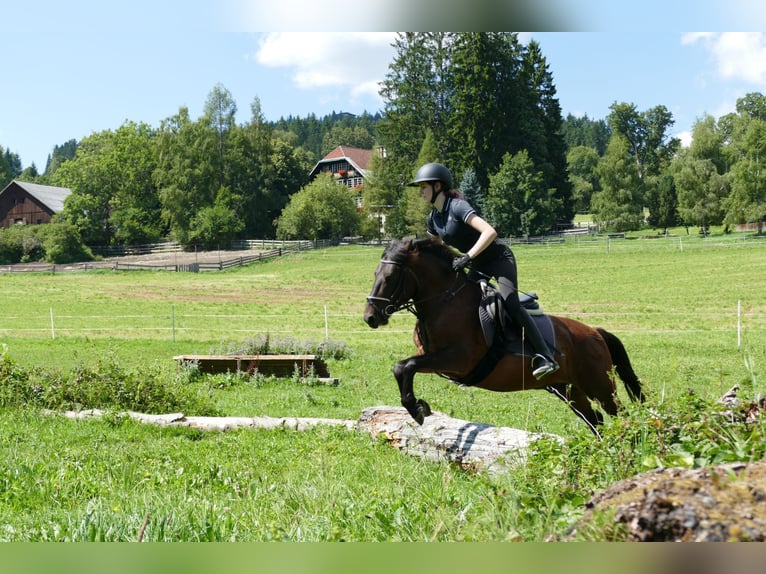 Huzule Ruin 9 Jaar 145 cm Falbe in Ramsau