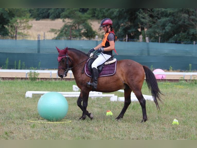 Huzule Ruin 9 Jaar 145 cm Falbe in Ramsau