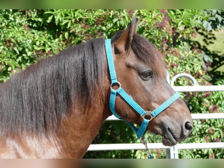 Huzule Ruin 9 Jaar 145 cm Falbe in Ramsau