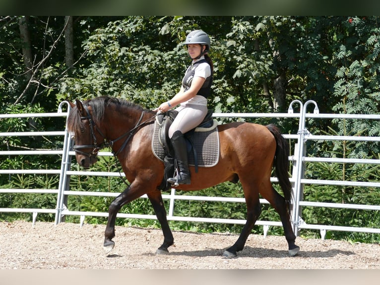 Huzule Ruin 9 Jaar 145 cm Falbe in Ramsau
