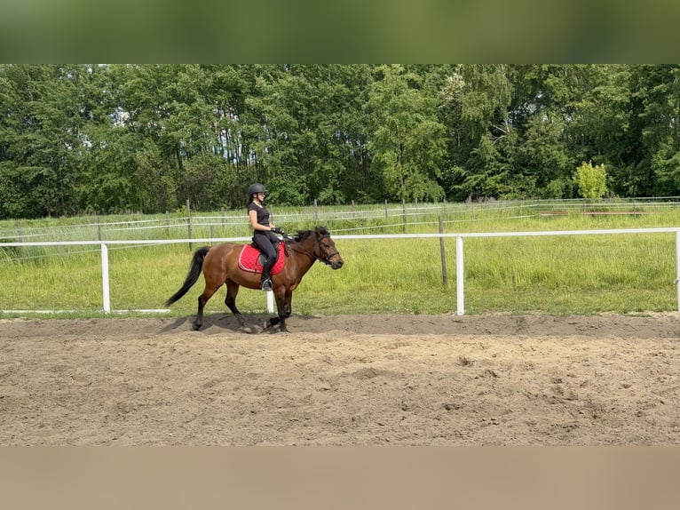 Huzule Ruin 9 Jaar 145 cm Roodbruin in Katowice