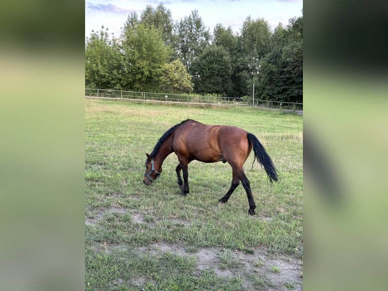 Huzule Ruin 9 Jaar 145 cm Roodbruin in Katowice