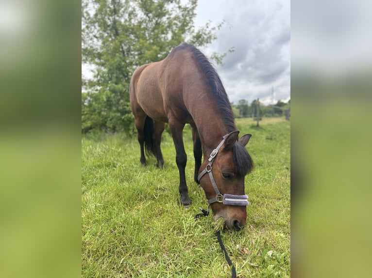 Huzule Ruin 9 Jaar 145 cm Roodbruin in Katowice