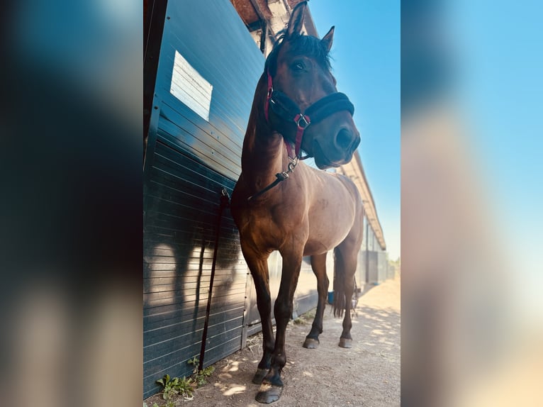 Huzule Ruin 9 Jaar 145 cm Roodbruin in Katowice