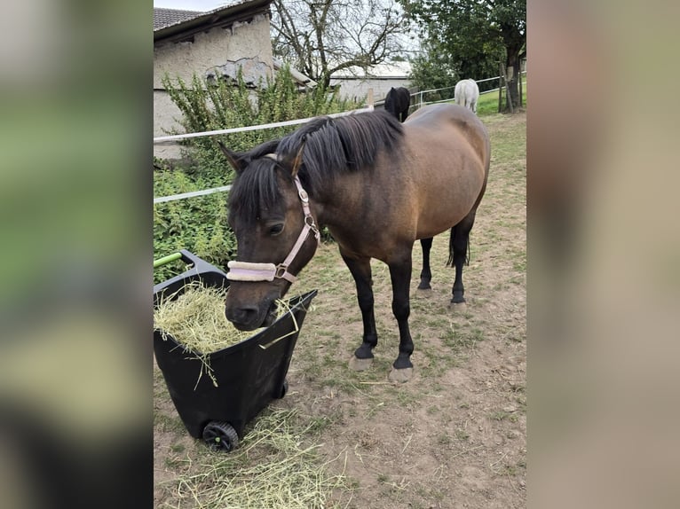 Huzule Stute 10 Jahre 140 cm Falbe in Golmbach