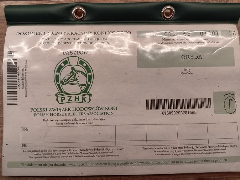 Huzule Stute 10 Jahre 140 cm Falbe in Golmbach