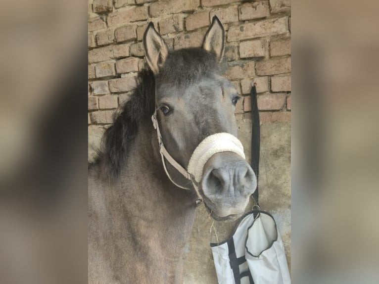 Huzule Stute 10 Jahre 140 cm Falbe in Golmbach