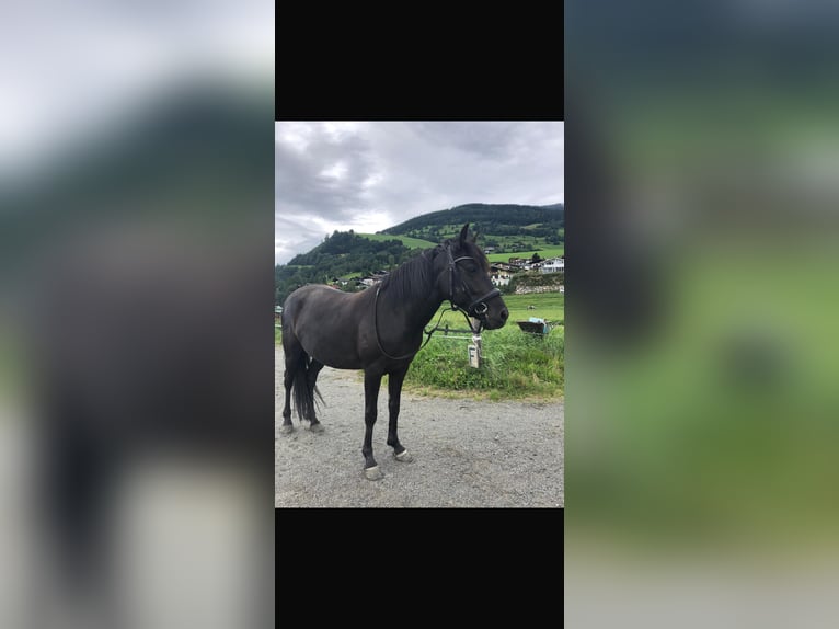 Huzule Stute 10 Jahre 145 cm Rappe in Piesendorf