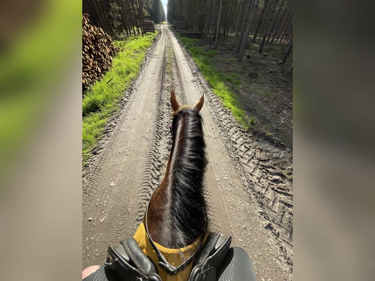 Huzule Mix Stute 10 Jahre 150 cm Rappe in Kirchberg am Walde