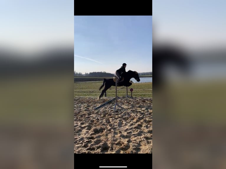 Huzule Mix Stute 10 Jahre 150 cm Rappe in Kirchberg am Walde