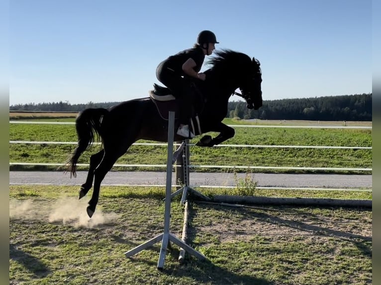 Huzule Mix Stute 10 Jahre 150 cm Rappe in Kirchberg am Walde