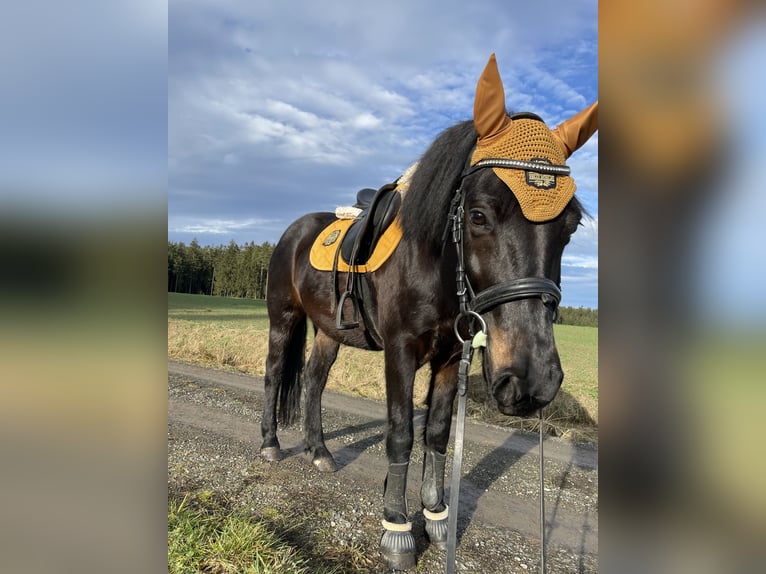 Huzule Mix Stute 10 Jahre 150 cm Rappe in Kirchberg am Walde