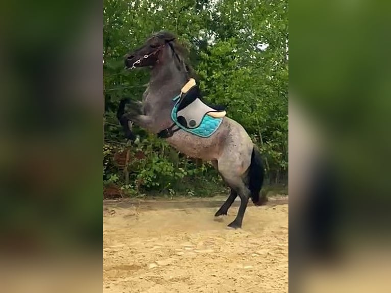 Huzule Stute 11 Jahre 143 cm Braunfalbschimmel in Fels am Wagram