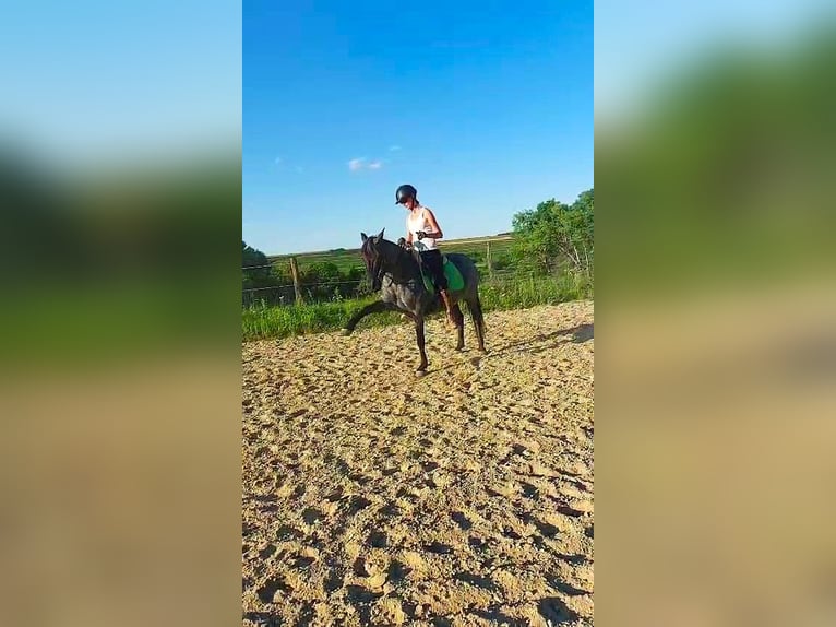 Huzule Stute 11 Jahre 143 cm Braunfalbschimmel in Fels am Wagram