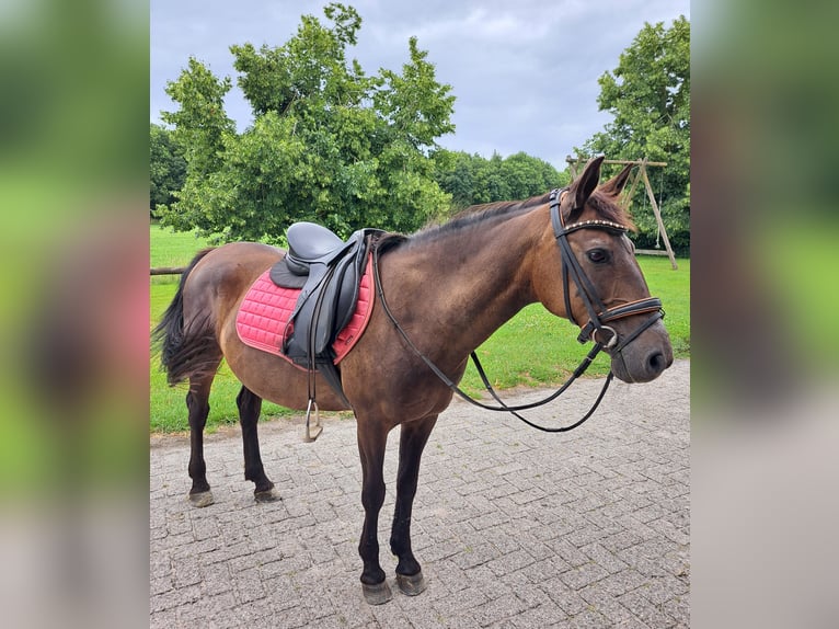 Huzule Stute 12 Jahre 137 cm Dunkelbrauner in Lichtenvoorde