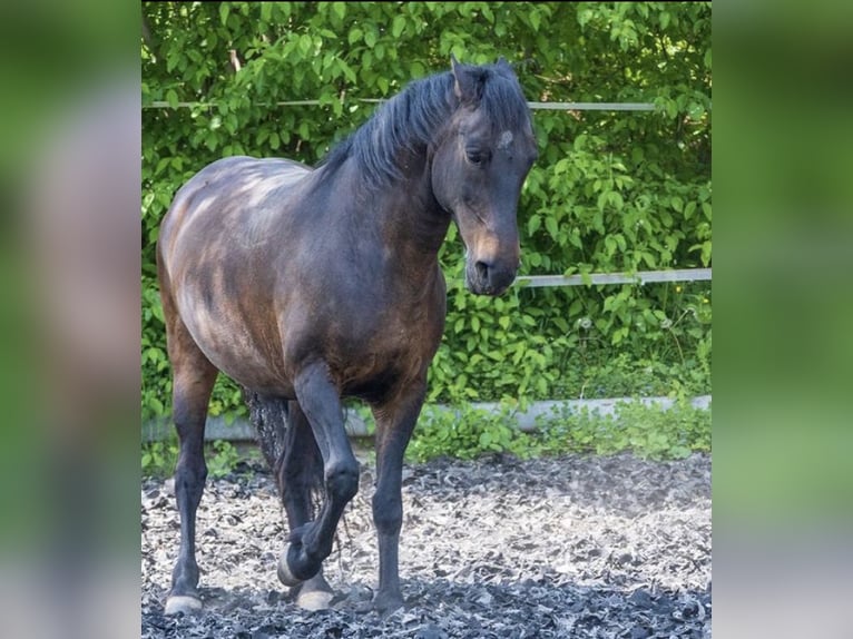 Huzule Mix Stute 12 Jahre 148 cm Rappe in Nürtingen