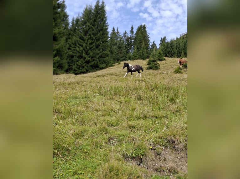 Huzule Stute 13 Jahre 135 cm Schecke in Trostberg