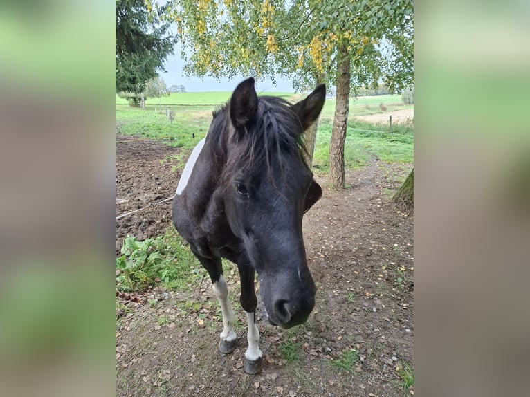 Huzule Stute 13 Jahre 135 cm Schecke in Trostberg