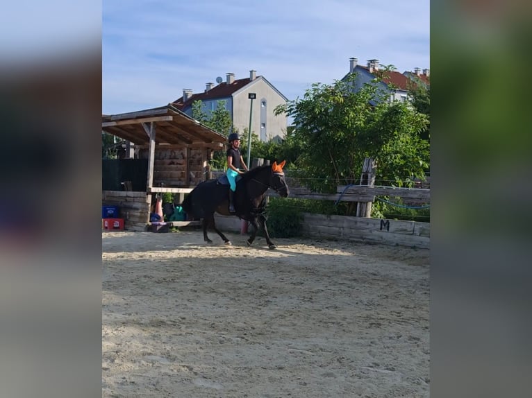 Huzule Stute 13 Jahre 138 cm in Schönau an der Triesting