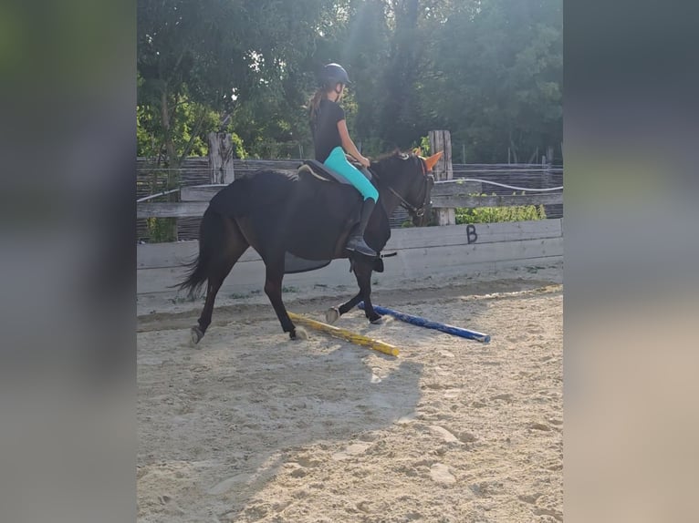 Huzule Stute 13 Jahre 138 cm in Schönau an der Triesting