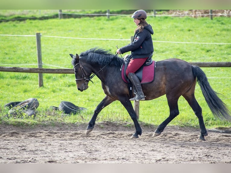 Huzule Mix Stute 13 Jahre 148 cm Rappe in Nürtingen