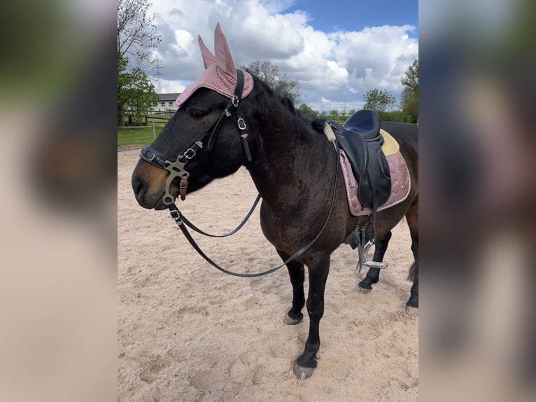 Huzule Mix Stute 13 Jahre 148 cm Rappe in Nürtingen