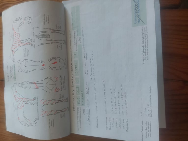 Huzule Stute 14 Jahre 141 cm Schecke in Wilkowisko