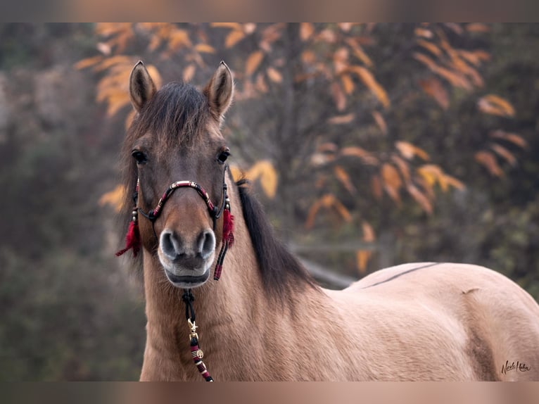 Huzule Stute 18 Jahre 143 cm Falbe in Röttingen