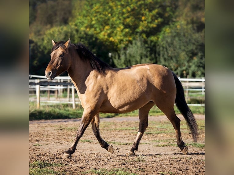 Huzule Stute 18 Jahre 143 cm Falbe in Röttingen