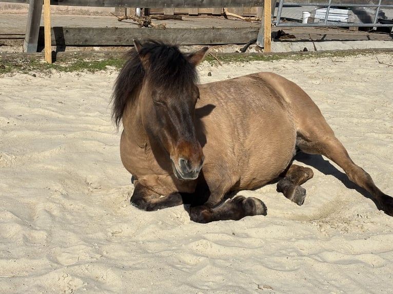 Huzule Stute 18 Jahre 143 cm Falbe in Röttingen