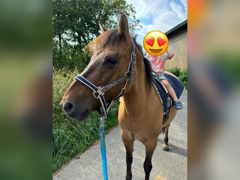 Huzule Stute 18 Jahre 143 cm Falbe in Röttingen