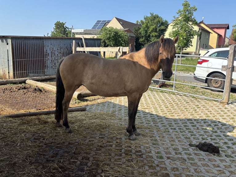 Huzule Stute 18 Jahre 143 cm Falbe in R&#xF6;ttingen
