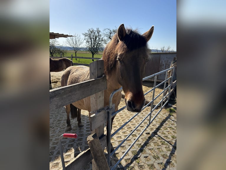 Huzule Stute 18 Jahre 143 cm Falbe in Röttingen