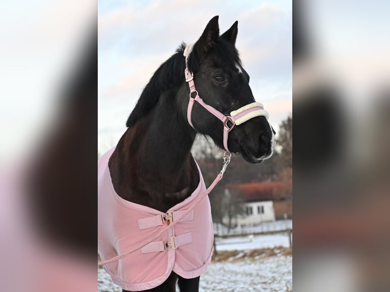 Huzule Mix Stute 18 Jahre 145 cm Rappe in Kilb