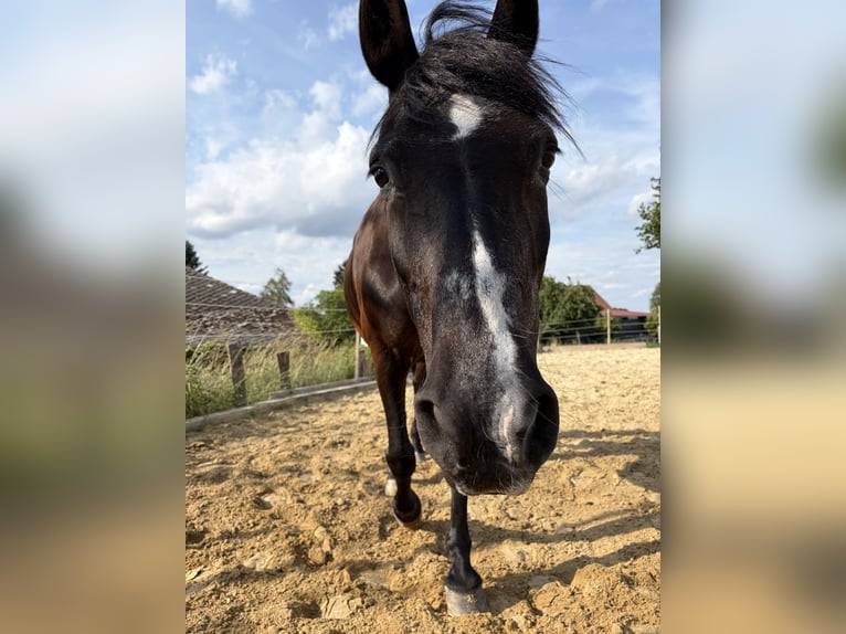 Huzule Mix Stute 18 Jahre 145 cm Rappe in Kilb