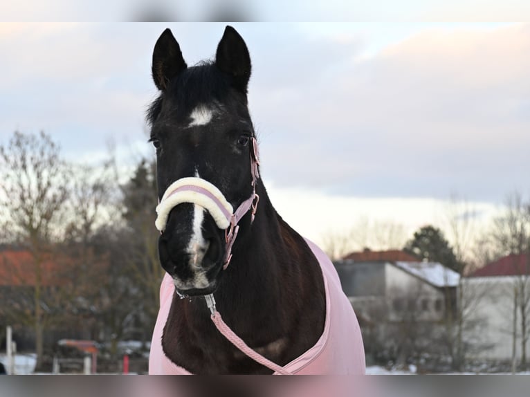 Huzule Mix Stute 18 Jahre 145 cm Rappe in Kilb