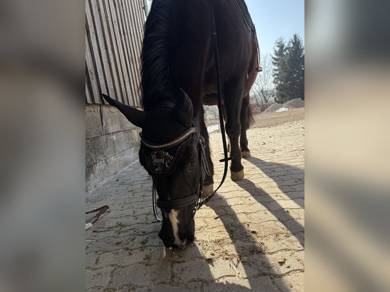 Huzule Mix Stute 18 Jahre 145 cm Rappe in Kilb