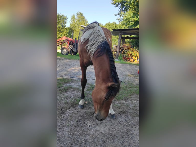 Huzule Stute 1 Jahr 139 cm Tobiano-alle-Farben in Skrzyszów