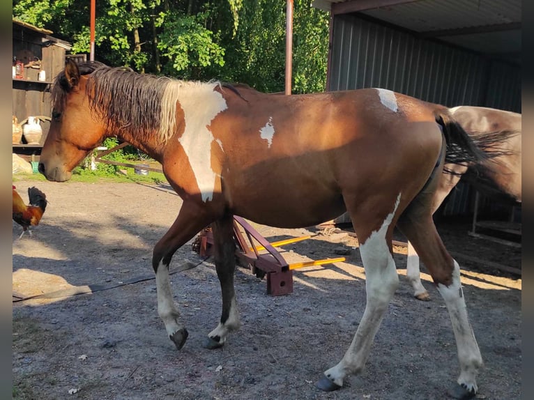 Huzule Stute 1 Jahr 139 cm Tobiano-alle-Farben in Skrzyszów