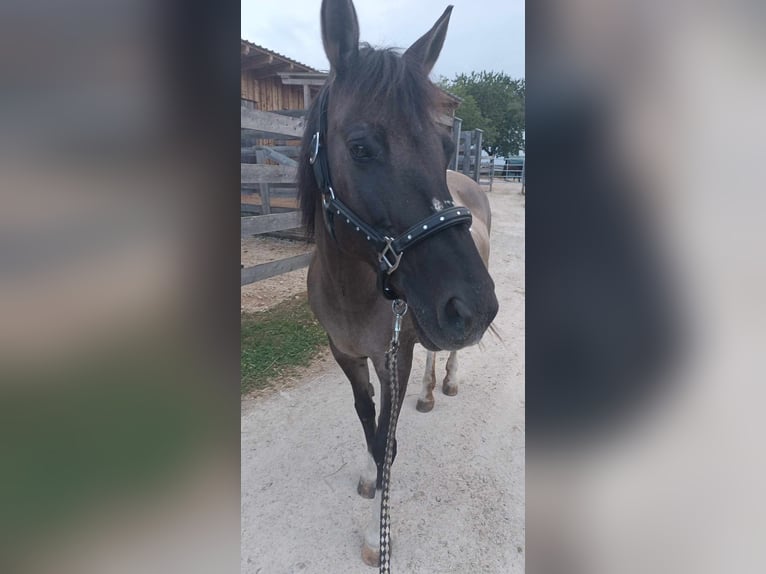 Huzule Stute 22 Jahre 145 cm Schecke in Welgersdorf