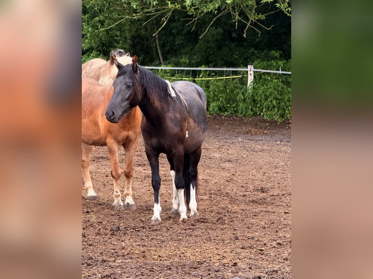 Huzule Stute 2 Jahre 145 cm Schecke in Mescherin